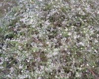 symphyotricum dumosum 11-10.jpg